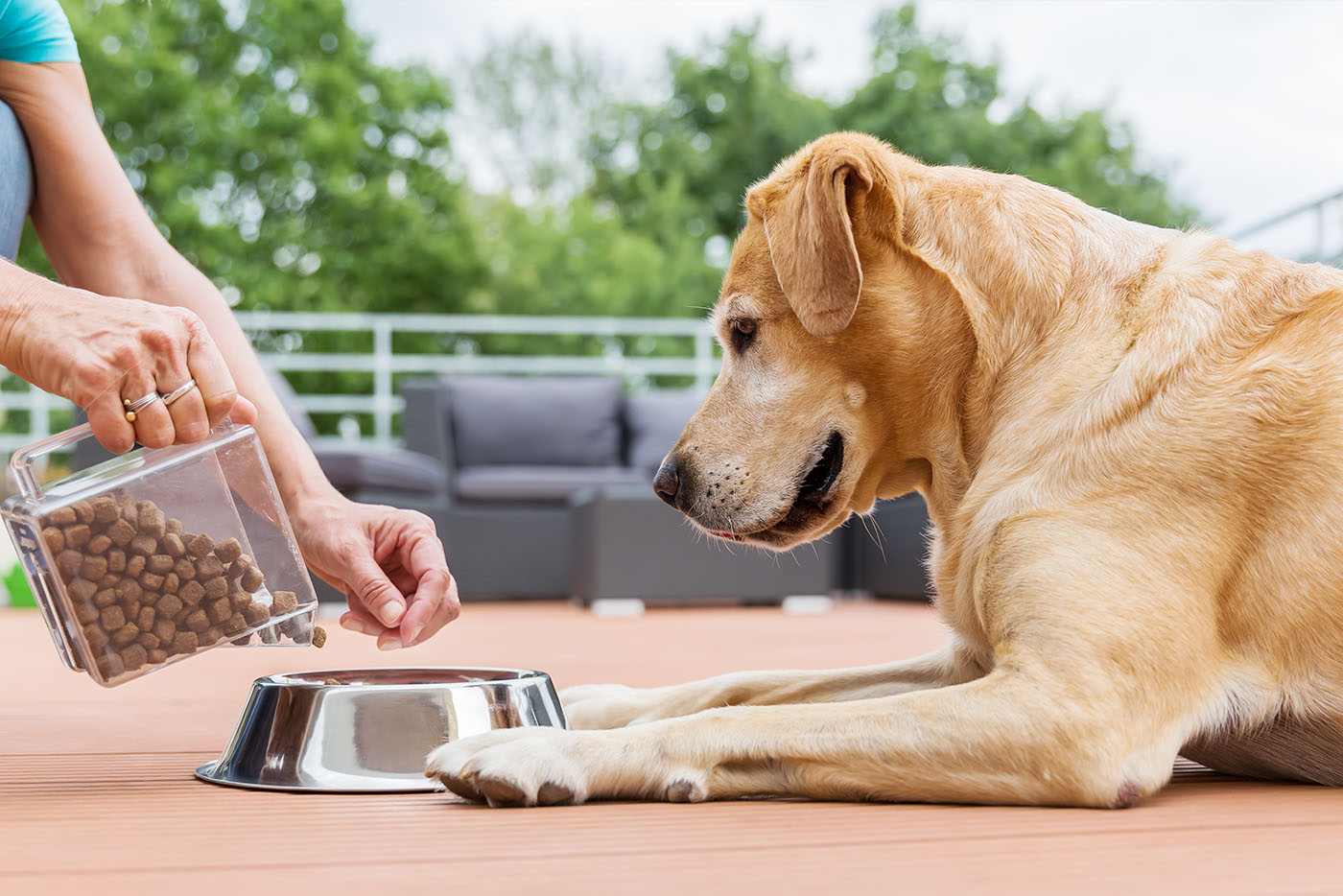 Ile razy dziennie karmić psa?