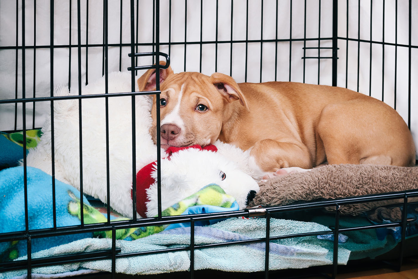 Klatka kennelowa dla psa – czy warto stosować?