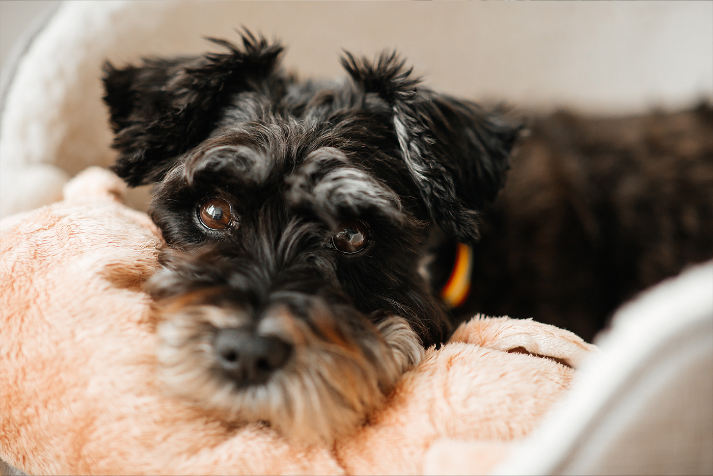 Małe rasy psów – poznaj te najpopularniejsze