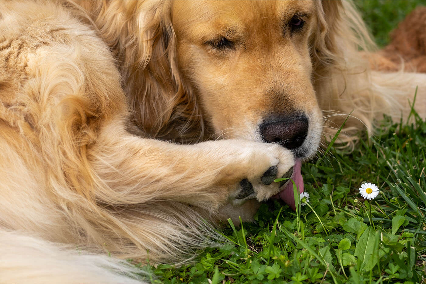 Pies liże łapy – dlaczego to robi i co może to oznaczać?