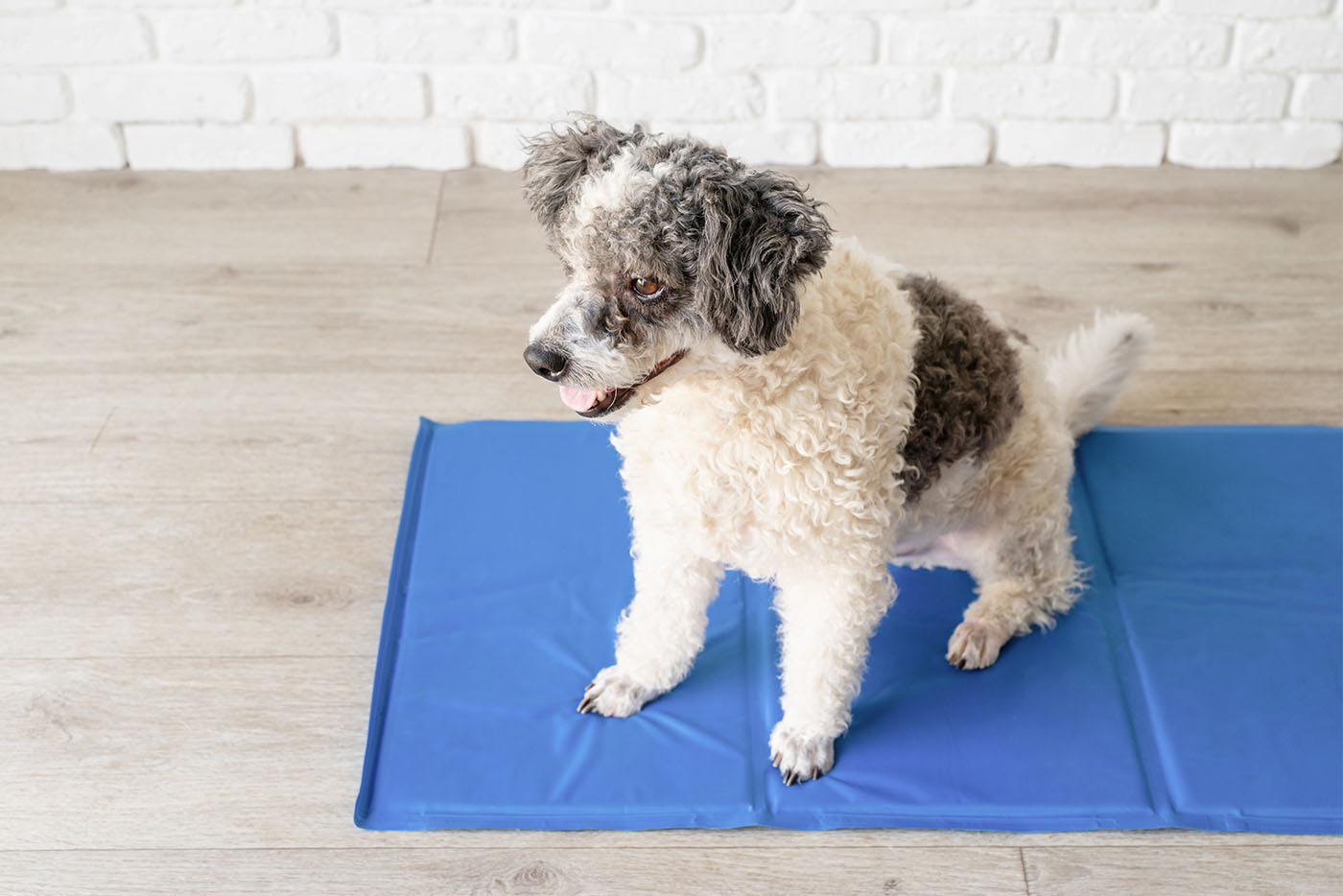 Jak nauczyć psa sikać na matę?