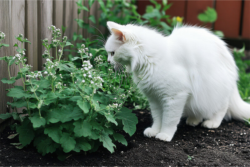 Kocimiętka – czym jest i jak działa na kota?