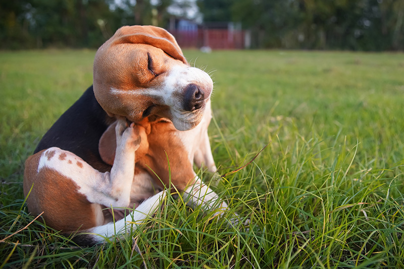 Alergia u psa – objawy i metody rozpoznania