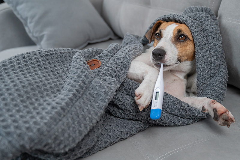 Temperatura psa – jaka jest prawidłowa i jak ją mierzyć?