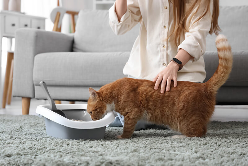 Jak nauczyć kota korzystać z kuwety?