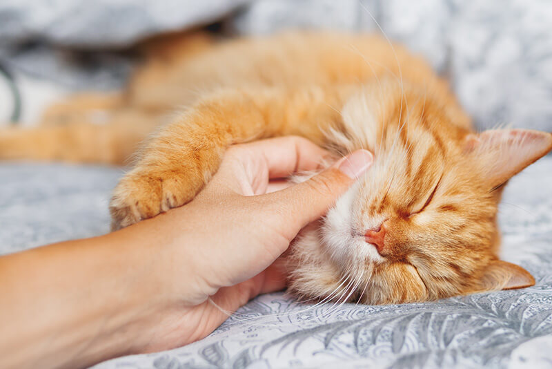 Co oznacza mruczenie kota?